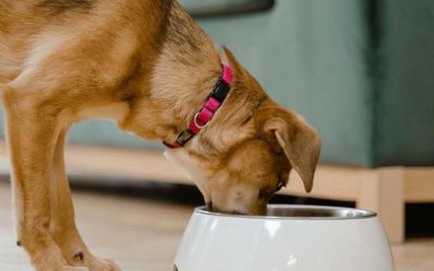Transitioning your Pet to a Raw Food Diet
