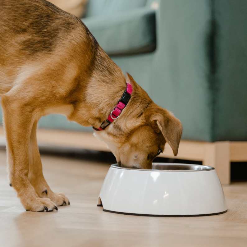 is a raw food diet good for a dog