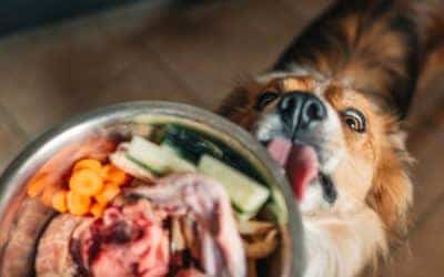 How to Balance Nutrients in your Pets BARF diet