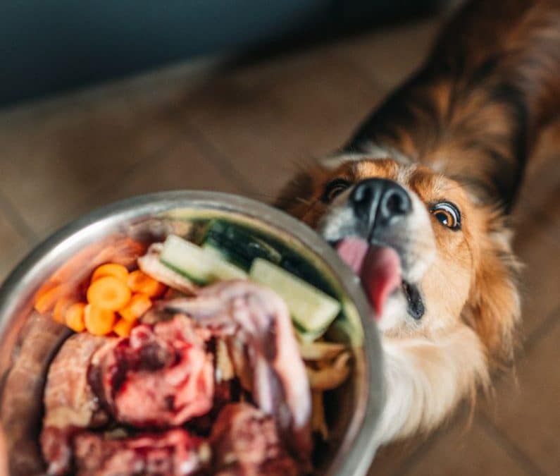 How to Balance Nutrients in your Pets BARF diet